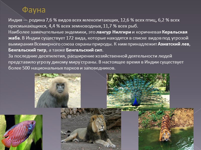 Фауна Индия — родина 7,6 % видов всех млекопитающих, 12,6 % всех птиц, 6,2